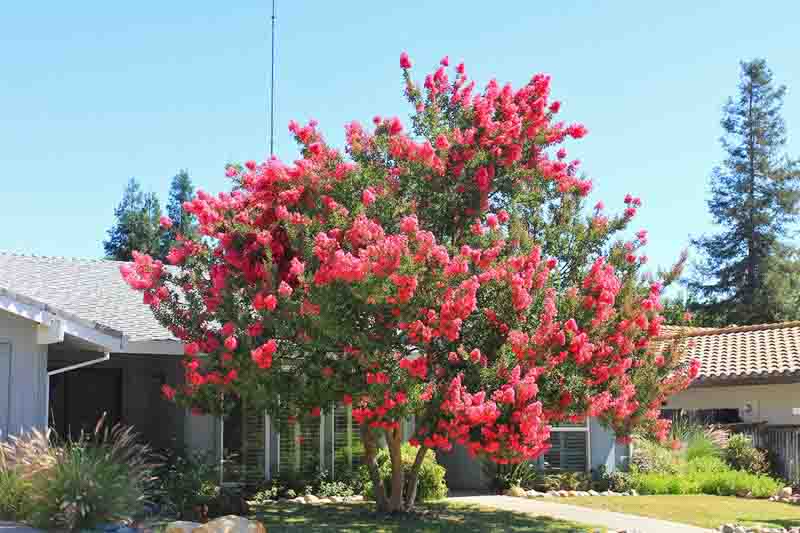 Lagerstroemia Tuscarora, A graceful Tuscarora crape myrtle stands with a naturally irregular canopy in bright summer light