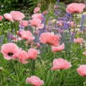 Lush cottage garden with poppies in bloom
