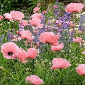 Lush cottage garden with poppies in bloom