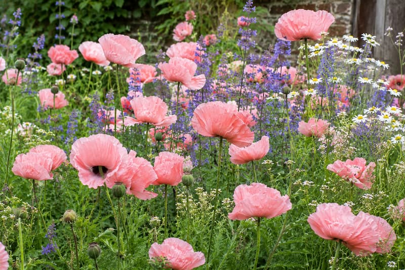 Lush cottage garden with poppies in bloom