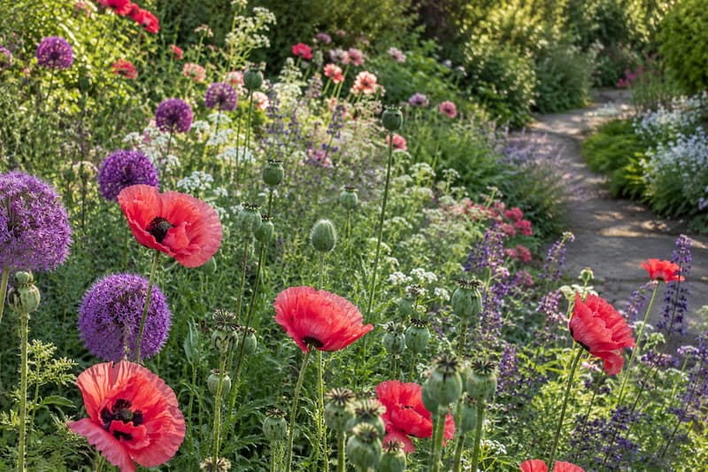 Lush garden path with vibrant poppy and allium flowers