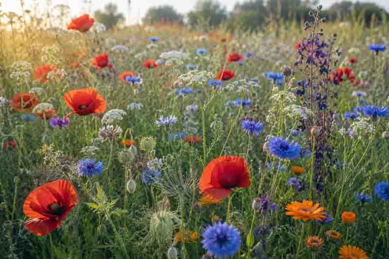 Meadow planting with papaver, Cornflower, Nigella, Larkspur, Calendula, Ammi majus