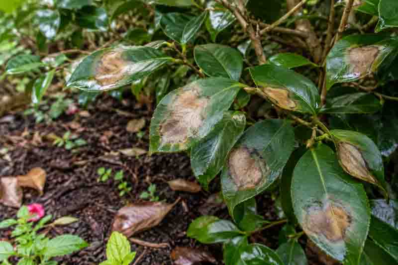 Phytophthora root rot is among the most destructive camellia diseases