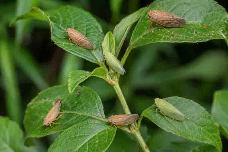 Planthoppers on leaves