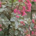 Powdery Mildew on Crape Myrtle, Lagerstroemia