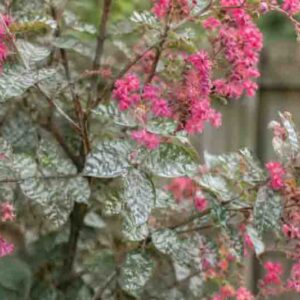 Powdery Mildew on Crape Myrtle, Lagerstroemia