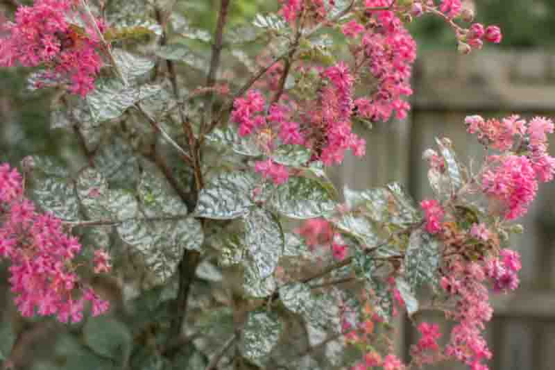Powdery Mildew on Crape Myrtle, Lagerstroemia