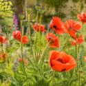 Sunlit oriental poppy garden in bloom
