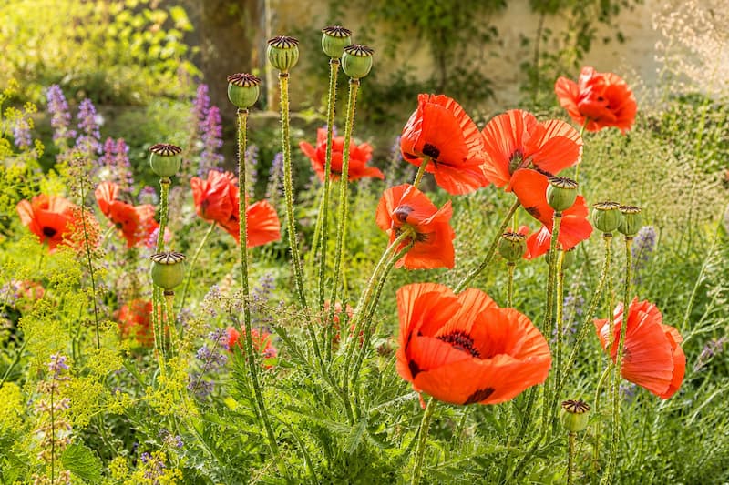 Sunlit oriental poppy garden in bloom