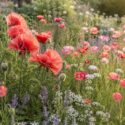 Sunlit poppy-filled meadow in bloom