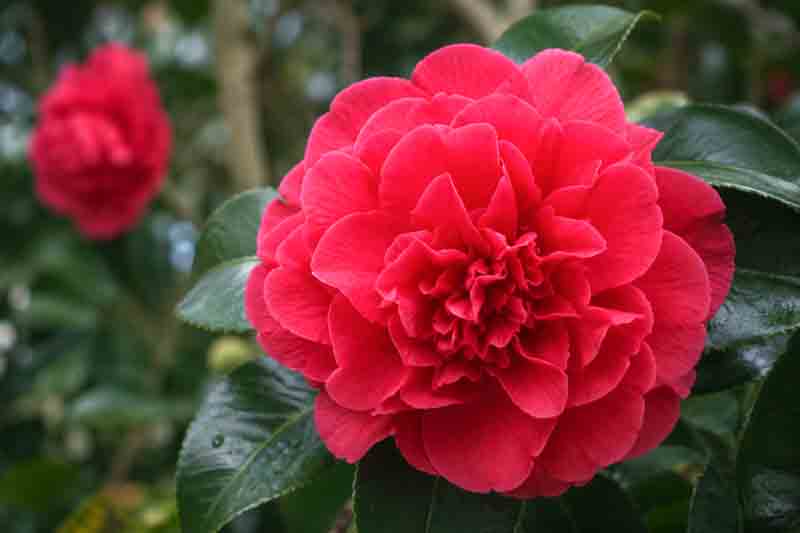 Vibrant red camellia Kramer's Supreme in garden bloom