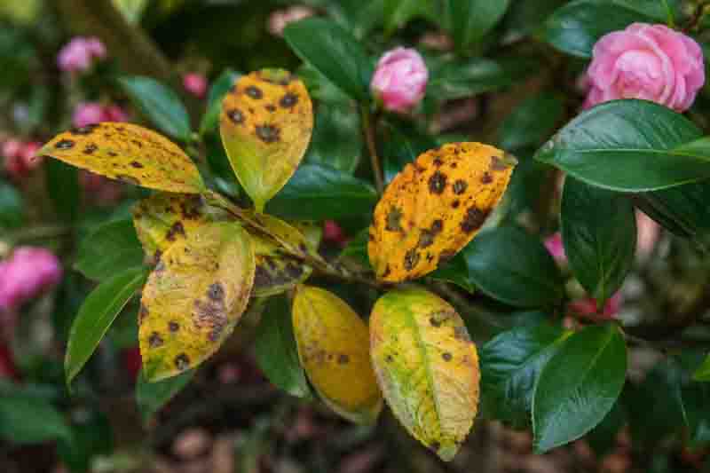 Yellow Camellia Leaves Have Brown Spots