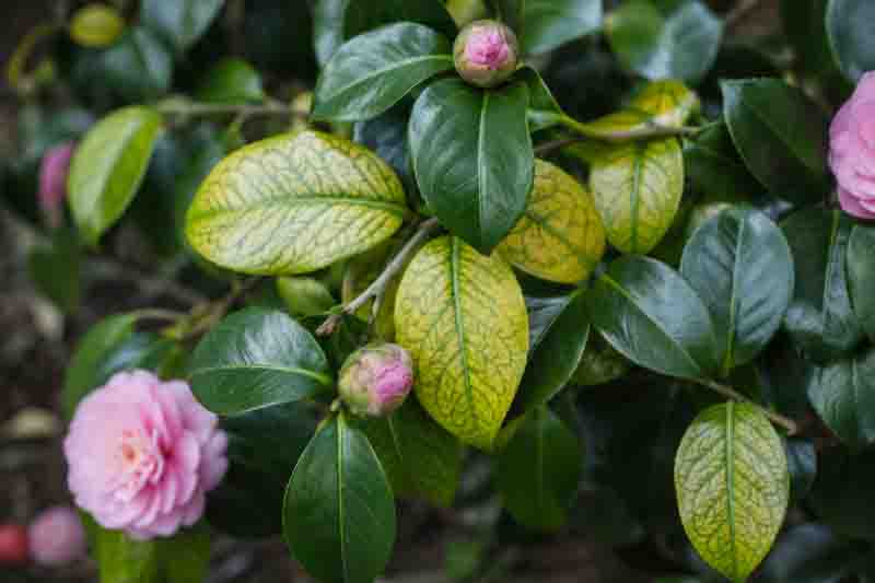 Yellow Camellia Leaves With Green Veins, iron chlorosis