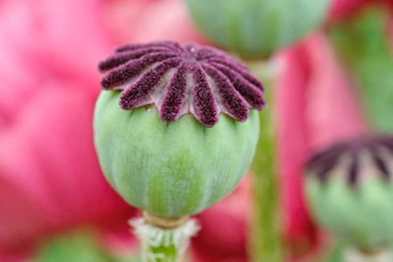 Poppy seedhead, Papaver seedhead