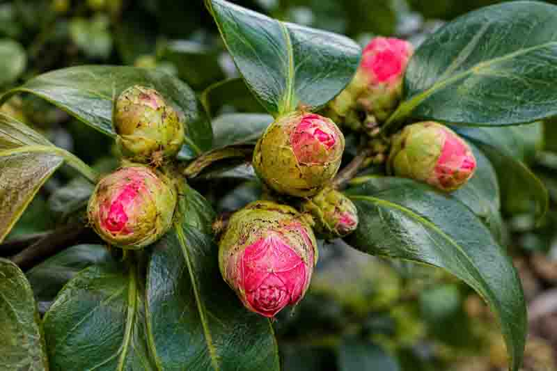 camellia buds with bud mite damage