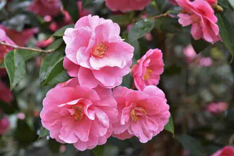 Camellia x Williamsii 'Donation'