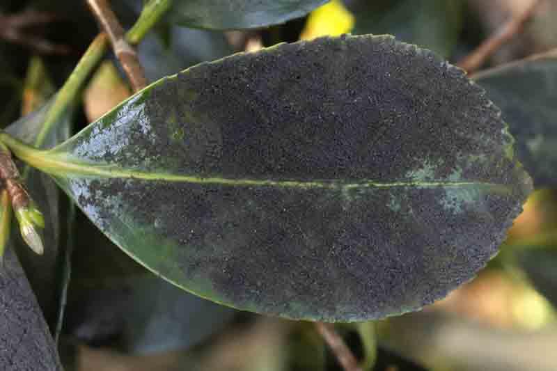 camellia leaf coated in sooty mold