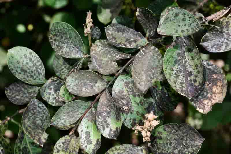 close-up of sooty mold on crape myrtle leaves