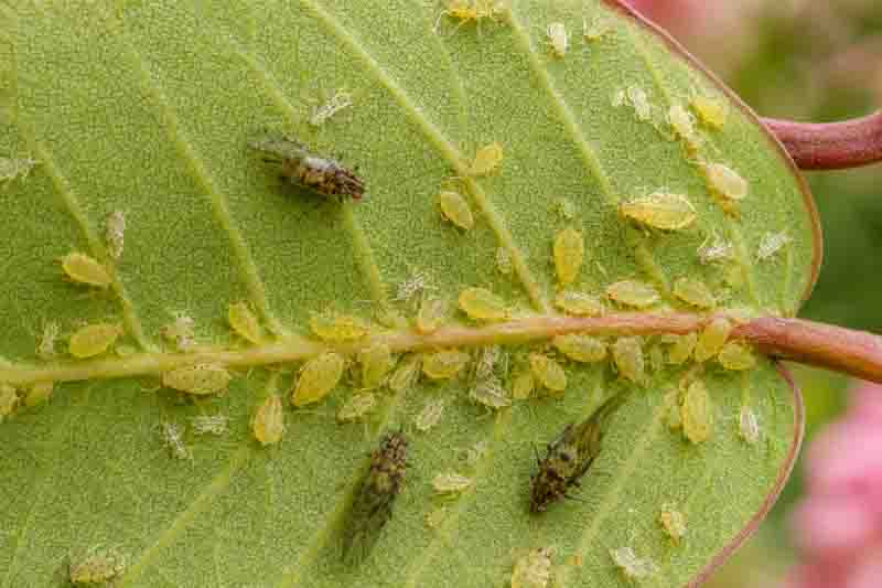 crape myrtle aphids, Lagerstroemia