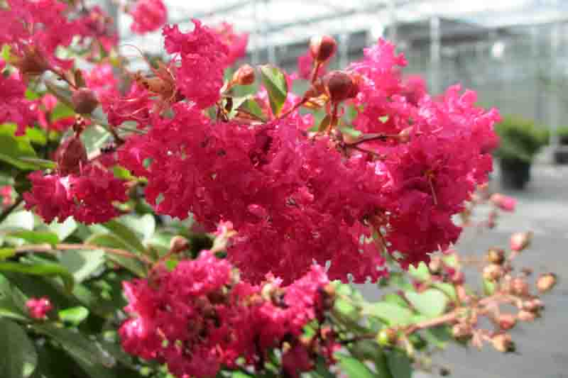 Lagerstroemia Infinitini® Watermelon, Crape Myrtle Infinitini® Watermelon, Crapemyrtle Infinitini® Watermelon, Shrub, Pink Flowers, Pink Crape Myrtle, Dwarf Crape Myrtles