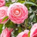 Identify camellia diseases and pests from flowers, leaves, stems and roots.