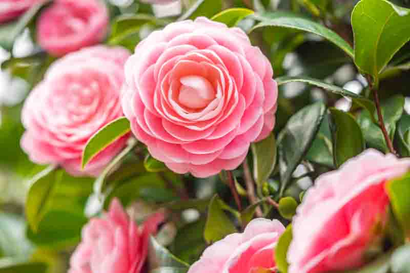 Identify camellia diseases and pests from flowers, leaves, stems and roots.