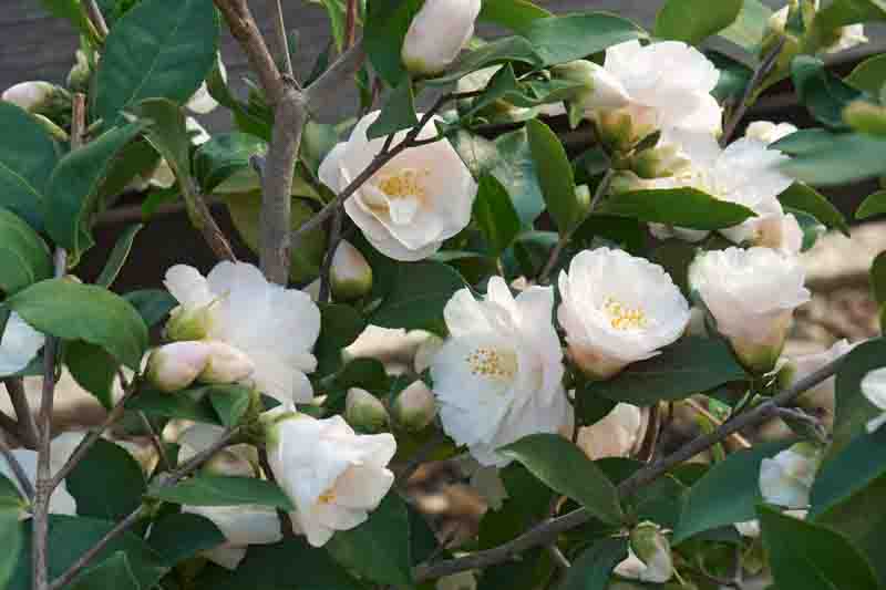 Spring Mist camellia (Camellia x lutchuensis 'Spring Mist')