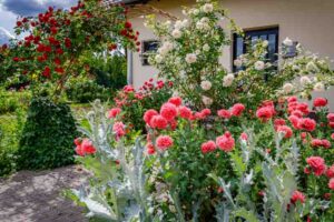 Spring garden with roses, poppies by the house