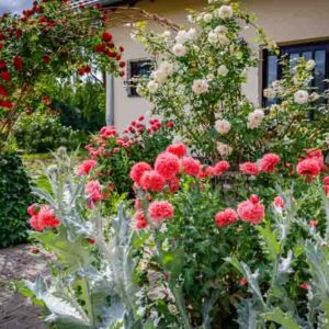 Spring garden with roses, poppies by the house