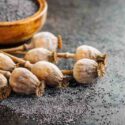 How to Collect Poppy Seeds, Harvesting poppy seeds in the garden