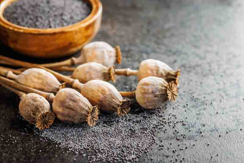 How to Collect Poppy Seeds, Harvesting poppy seeds in the garden