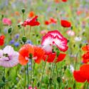 Poppies in the garden, what to do after poppies bloom