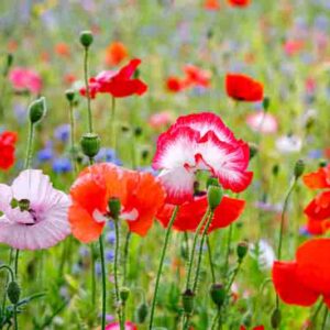 Poppies in the garden, what to do after poppies bloom