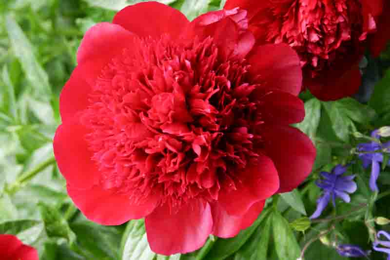 Peony Red Charm, Red Peony