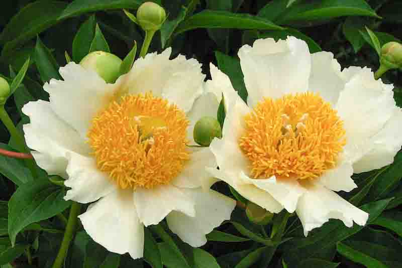 Paeonia Claire de Lune, Peony Clair de Lune