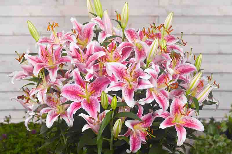 Stargazer Lily, Star Gazer Lily, Oriental Lily, Fragrant lily