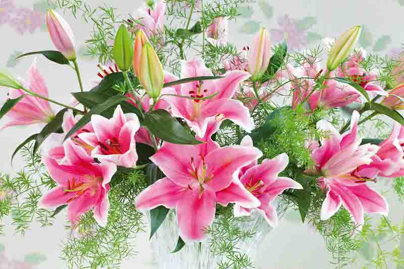 Choose the Right Type of Lily
