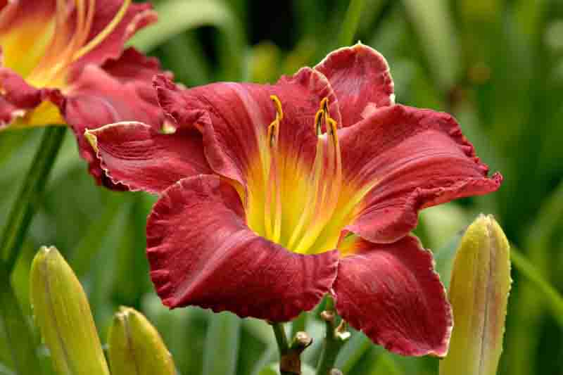 Hemerocallis Charles Johnston, Charles Johnston Daylily, Red Daylily, Red Daylilies