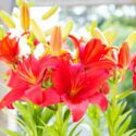 Types of lilies, Asiatic lilies, Martagon lilies, Candidum lilies, American lilies, Longiflorum lilies, Trumpet/Aurelian lilies, Oriental lilies, interdivisional hybrids, species.