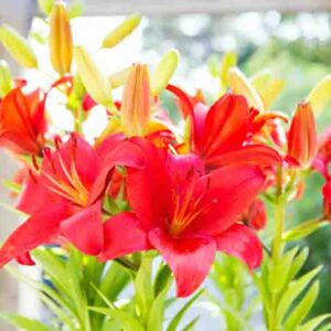 Types of lilies, Asiatic lilies, Martagon lilies, Candidum lilies, American lilies, Longiflorum lilies, Trumpet/Aurelian lilies, Oriental lilies, interdivisional hybrids, species.