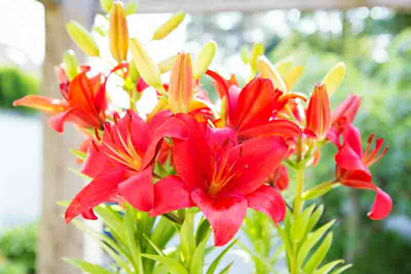 Types of lilies, Asiatic lilies, Martagon lilies, Candidum lilies, American lilies, Longiflorum lilies, Trumpet/Aurelian lilies, Oriental lilies, interdivisional hybrids, species.