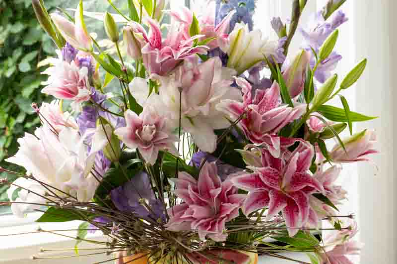 Lilies as cut flowers, lilies for bouquets