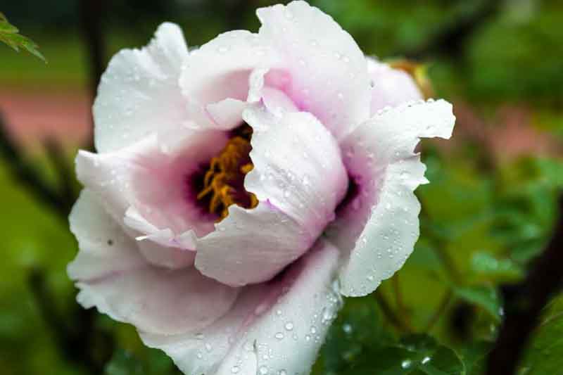 Heavy rain is particularly hard on large double peonies. Water collects in densely petaled flowers, increasing their weight and sometimes bending or breaking stems.