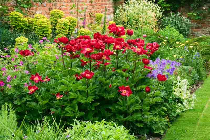 HERBACEOUS BORDER IN THE WALLED GARDEN WITH EUPHORBIA CRAMBE GERANIUMS AND PEONY 'STREPHON'
