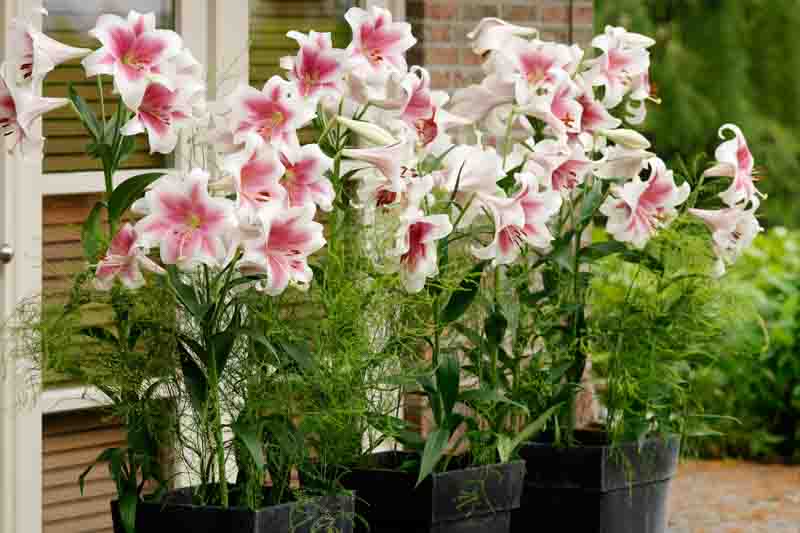 Growing Lilies in containers and pots