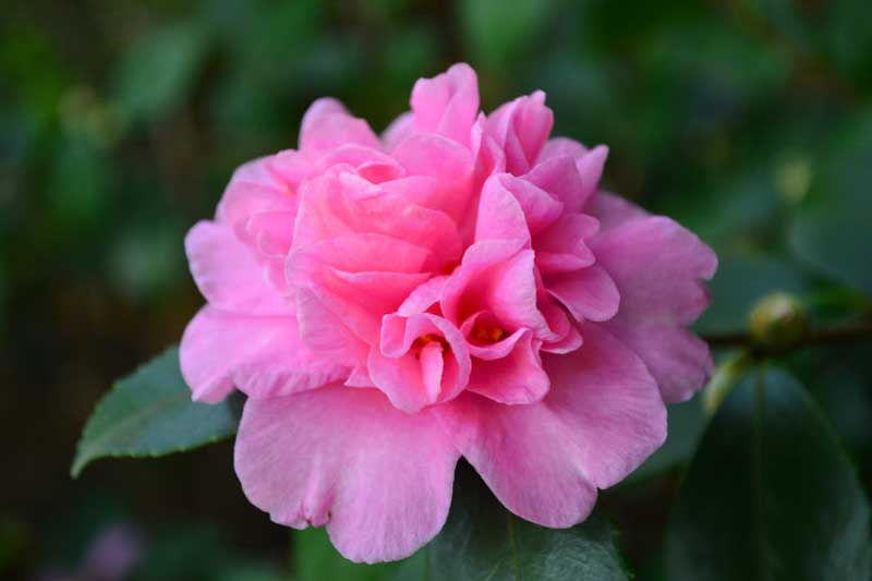 Camellia 'Sparkling Burgundy'