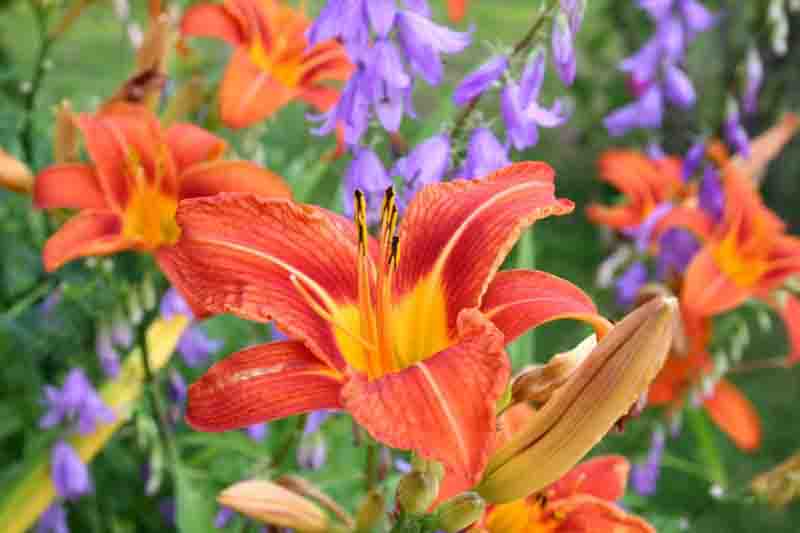 Midseason daylilies, Midseason Hemerocallis