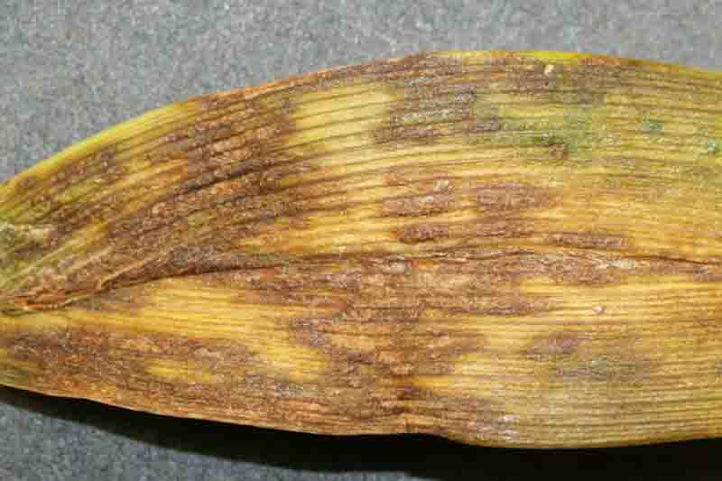 Daylily leaf streak on Hemerocallis foliage