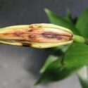 Lily disease most commonly refers to Botrytis blight caused by Botrytis elliptica and
