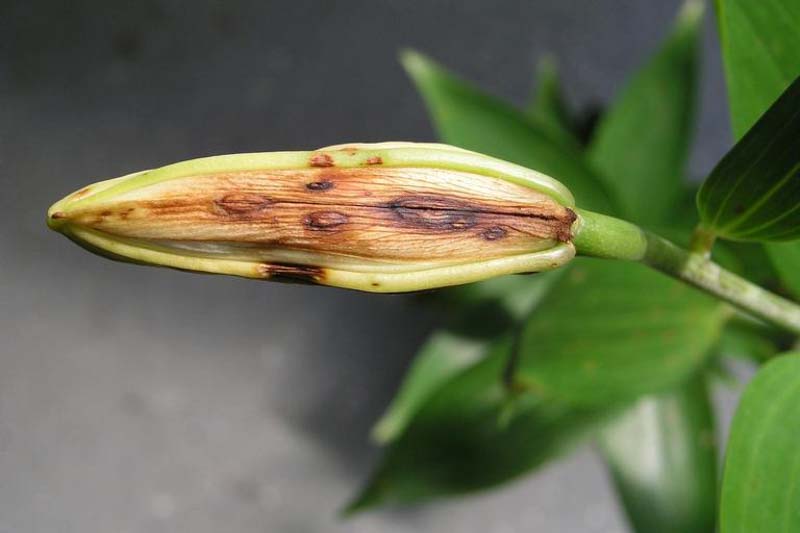 Lily disease most commonly refers to Botrytis blight caused by Botrytis elliptica and